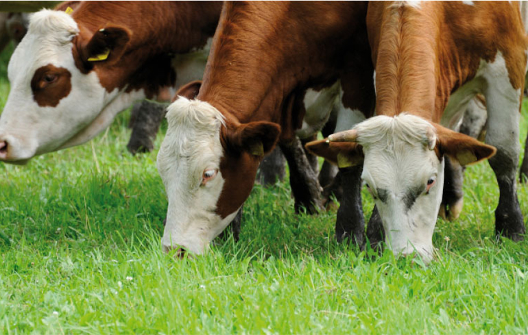 Bio Körbchen Fleisch mit Geschmack 2