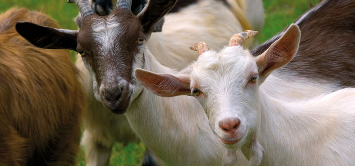 Bio Körbchen Gelsenkirchen Aus der Molkerei 2