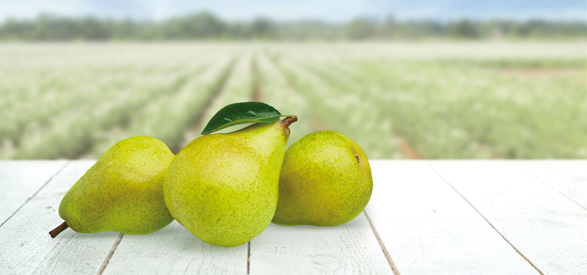 Bio Körbchen Gelsenkirchen Obst und Gemüse