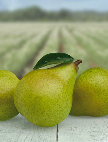 Bio Körbchen Sortiment Obst und Gemüse